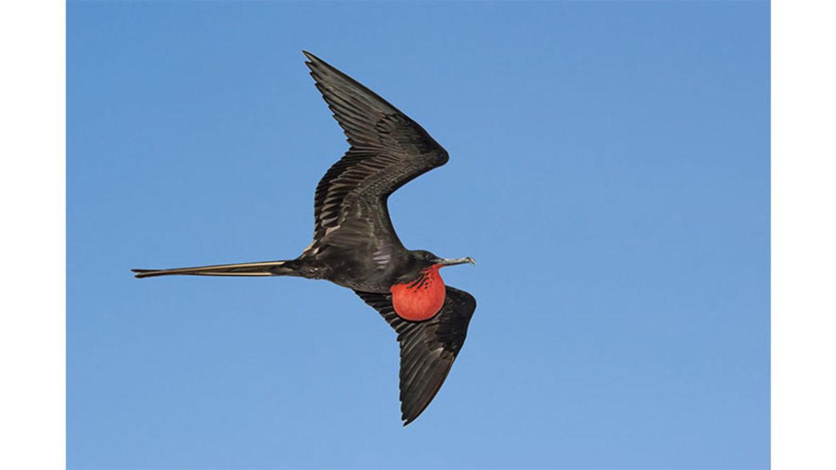 Bizim İçin Vazgeçilmez Olan Uykunun O Kadar da Elzem Olmadığı 5 Hayvan (Farklı Şekilde Dinleniyorlar)