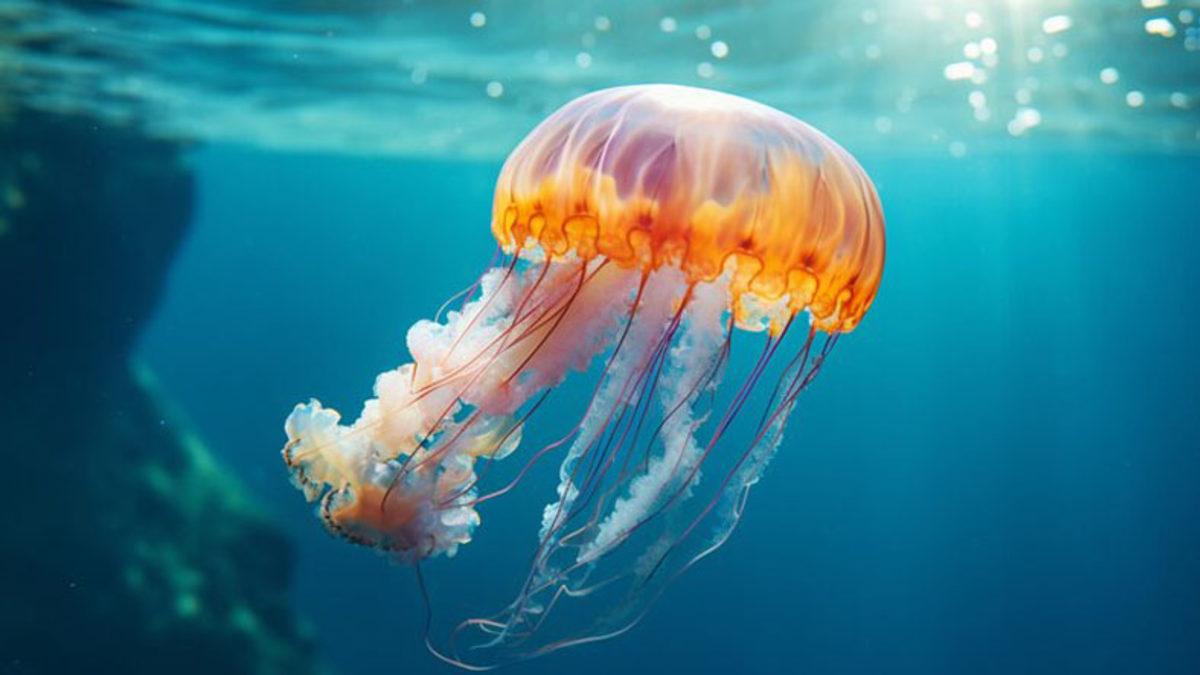 Bizim İçin Vazgeçilmez Olan Uykunun O Kadar da Elzem Olmadığı 5 Hayvan (Farklı Şekilde Dinleniyorlar)