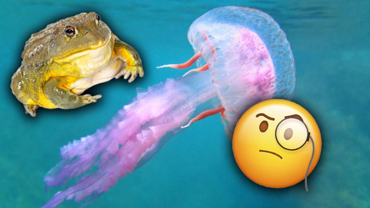 Bizim İçin Vazgeçilmez Olan Uykunun O Kadar da Elzem Olmadığı 5 Hayvan (Farklı Şekilde Dinleniyorlar)