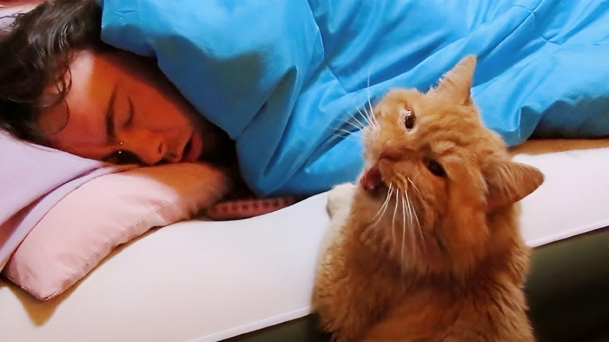 Sinirden Yastık Yorgan Tekmeletir: Kedinizin Sizi Geceleri Uyandırmaması İçin Ne Yapmalısınız ve Yapmamalısınız?