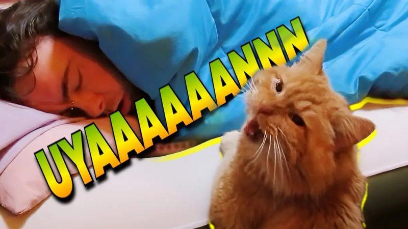 Sinirden Yastık Yorgan Tekmeletir: Kedinizin Sizi Geceleri Uyandırmaması İçin Ne Yapmalısınız ve Yapmamalısınız?