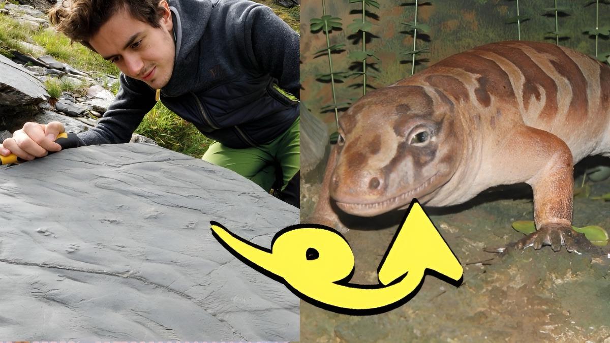 Yürüyüş Yaparken ’280 Milyon Yıllık’ Ekosistem Keşfeden Çift: Dinozorlardan Önceki Yaşamın İpuçlarına Ulaşılmış!