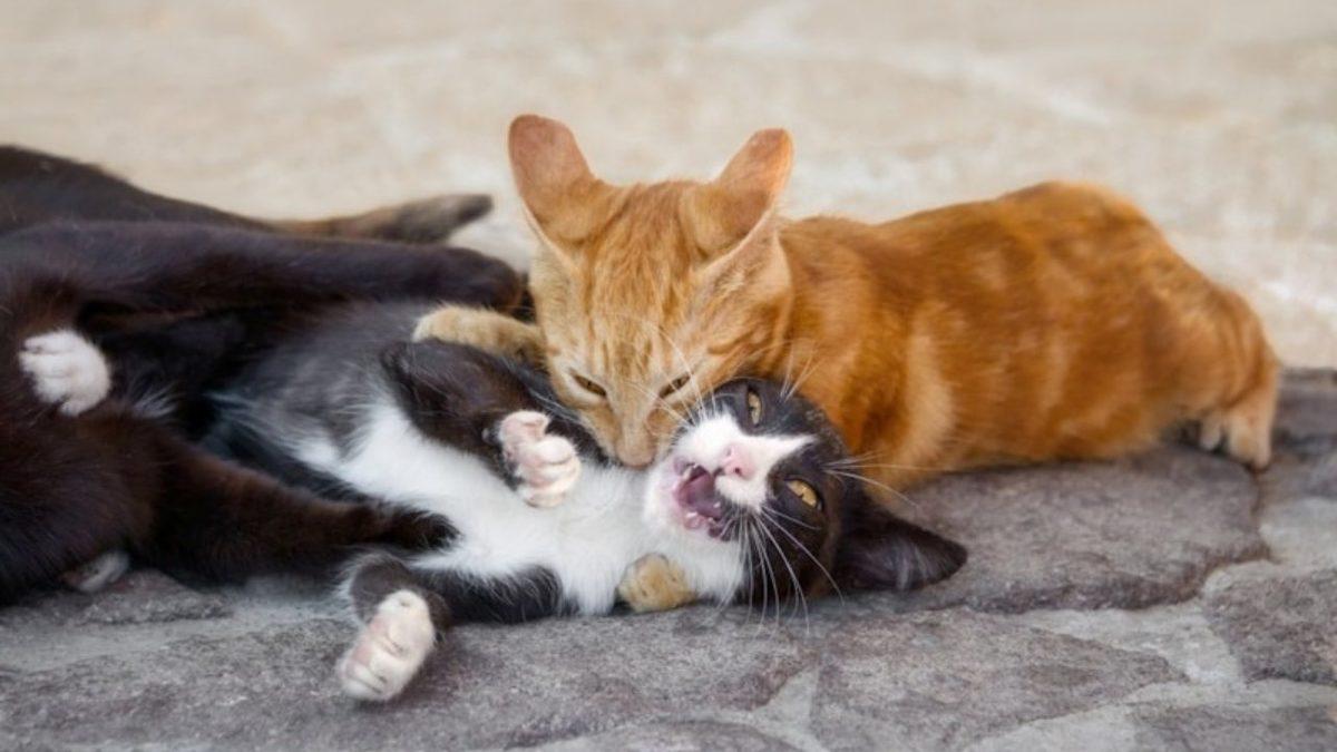 Kediler Neden Birbirlerinin Boyunlarını Isırırlar? (Düşman Oldukları İçin Değil!)