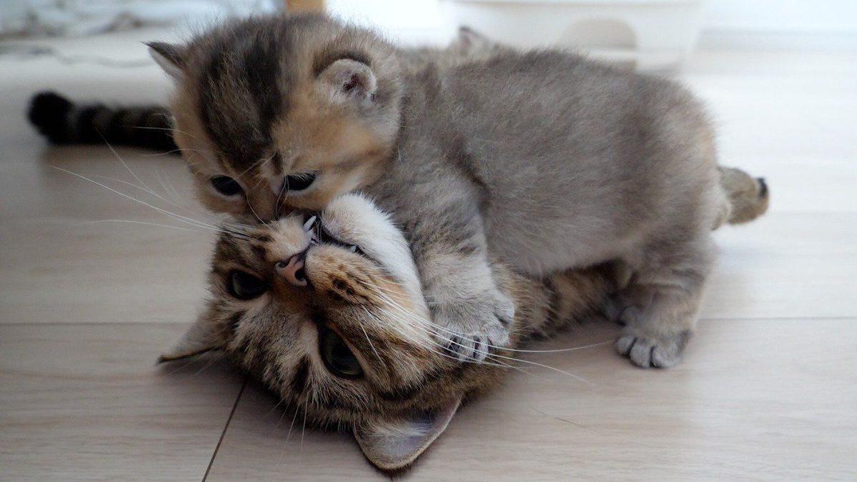 Kediler Neden Birbirlerinin Boyunlarını Isırırlar? (Düşman Oldukları İçin Değil!)