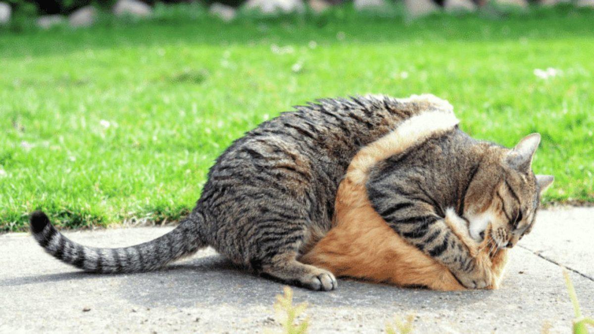 Kediler Neden Birbirlerinin Boyunlarını Isırırlar? (Düşman Oldukları İçin Değil!)