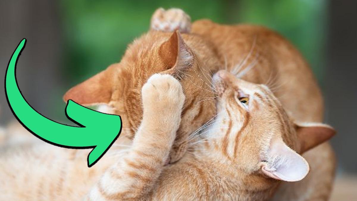 Kediler Neden Birbirlerinin Boyunlarını Isırırlar? (Düşman Oldukları İçin Değil!)