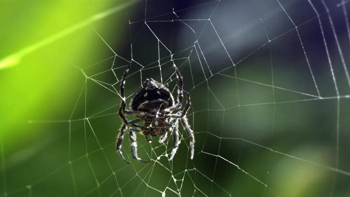 Örümcek Ağları Hakkında Daha Önce Hiç Duymadığınız 5 Sıra Dışı Bilgi (Uzayı Bile Sarmışlar!)