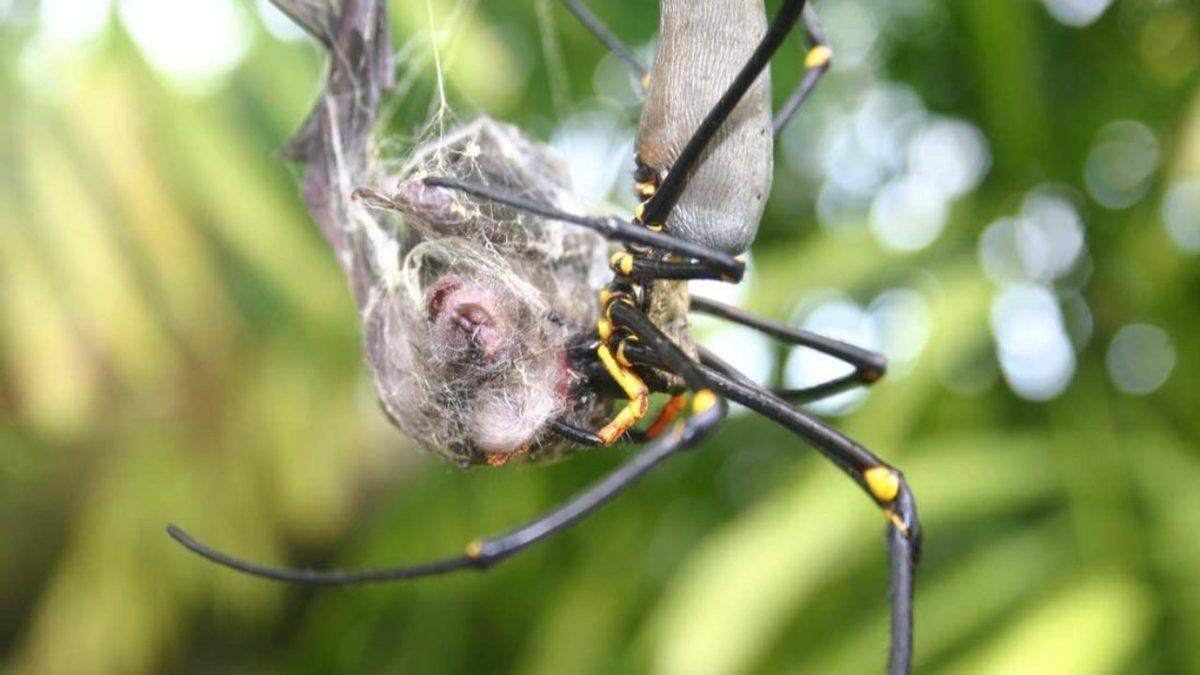 Örümcek Ağları Hakkında Daha Önce Hiç Duymadığınız 5 Sıra Dışı Bilgi (Uzayı Bile Sarmışlar!)