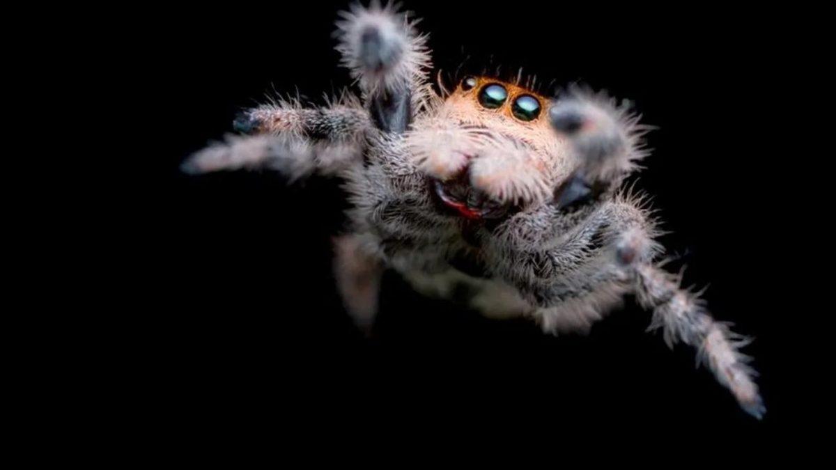 Örümcek Ağları Hakkında Daha Önce Hiç Duymadığınız 5 Sıra Dışı Bilgi (Uzayı Bile Sarmışlar!)