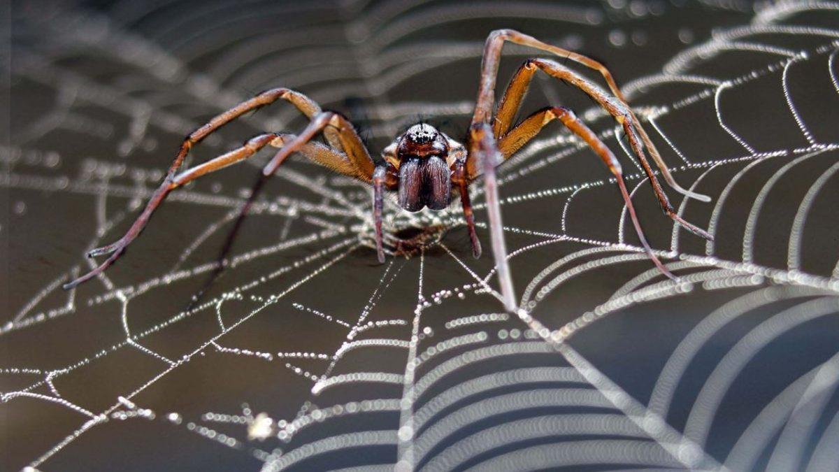 Örümcek Ağları Hakkında Daha Önce Hiç Duymadığınız 5 Sıra Dışı Bilgi (Uzayı Bile Sarmışlar!)