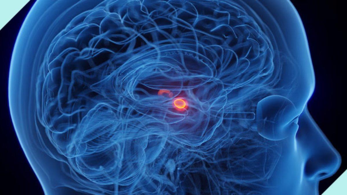 Korku Duygusu, İnsan Beynini ve Vücudunu Nasıl Etkiler? (Okuduktan Sonra Korku Dolu Şakalar Yapmayı Bırakabilirsiniz)