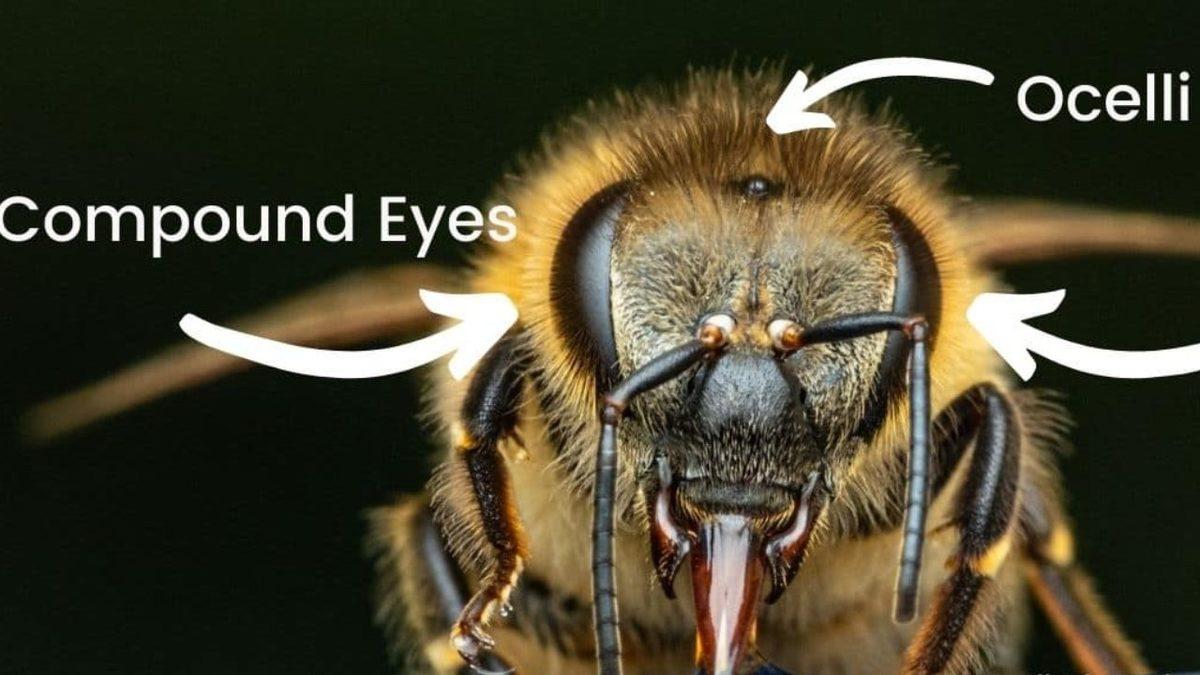 Arıların Kaç Gözü Vardır? (Dış Görünüşlerine Aldanıp 2 Diyenler Şimdiden Elendi!)