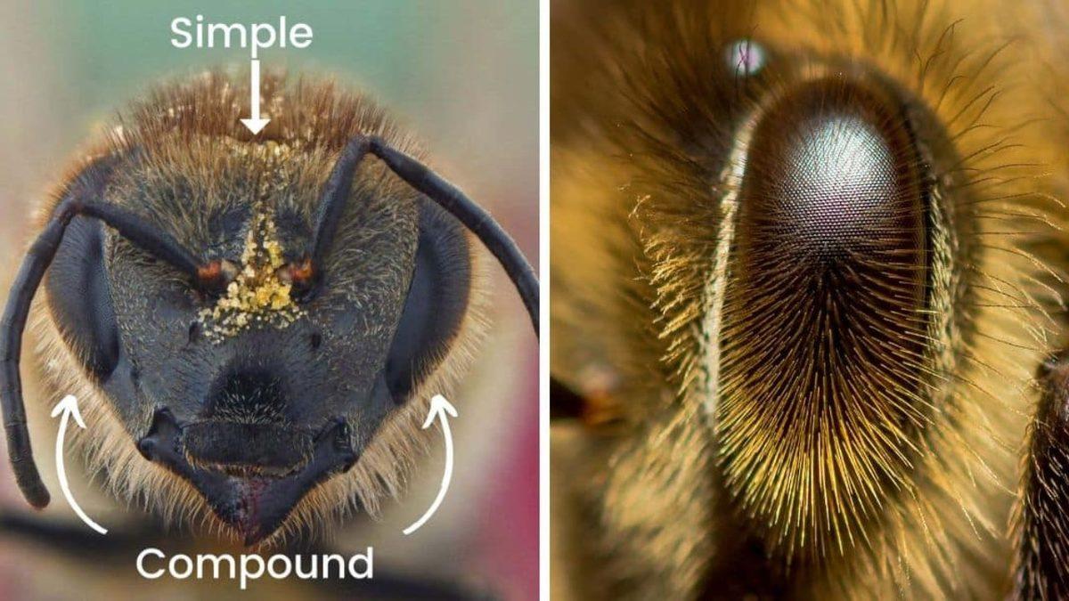 Arıların Kaç Gözü Vardır? (Dış Görünüşlerine Aldanıp 2 Diyenler Şimdiden Elendi!)