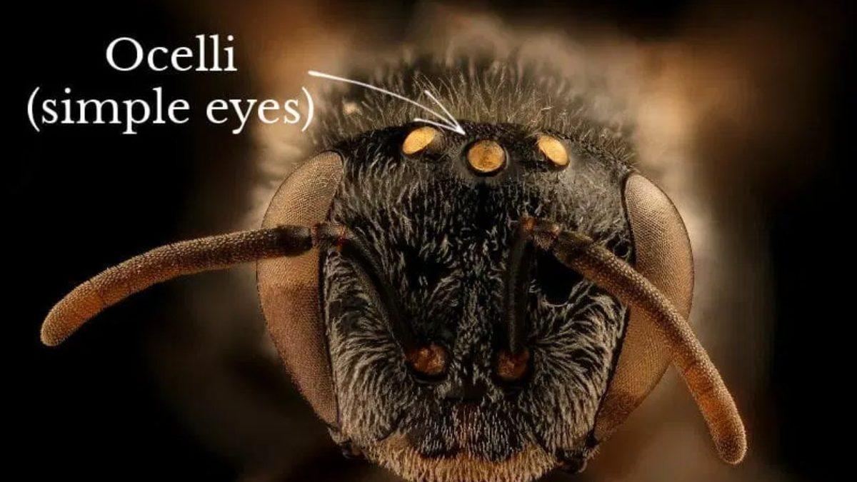 Arıların Kaç Gözü Vardır? (Dış Görünüşlerine Aldanıp 2 Diyenler Şimdiden Elendi!)