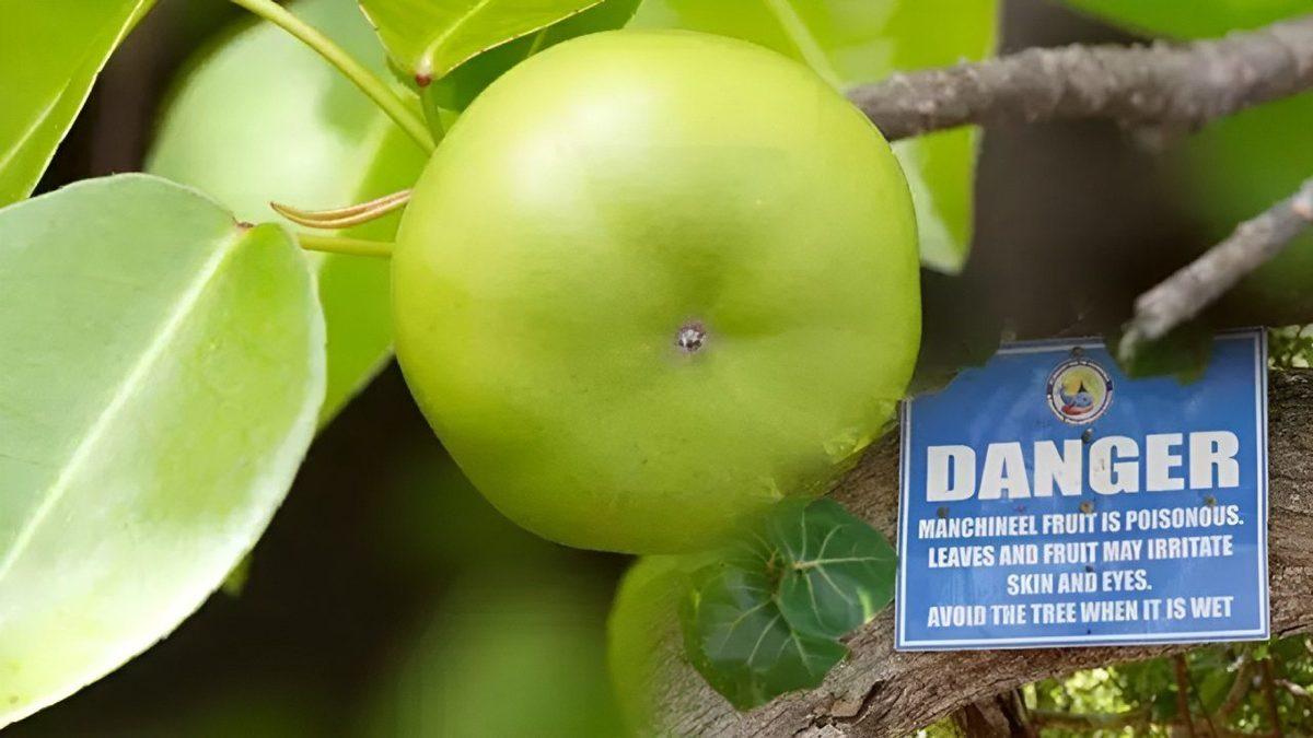 Dokunmak Şöyle Dursun Yanına Yaklaşmaktan Bile Korkacağınız Dünyanın En Tehlikeli 5 Bitkisi