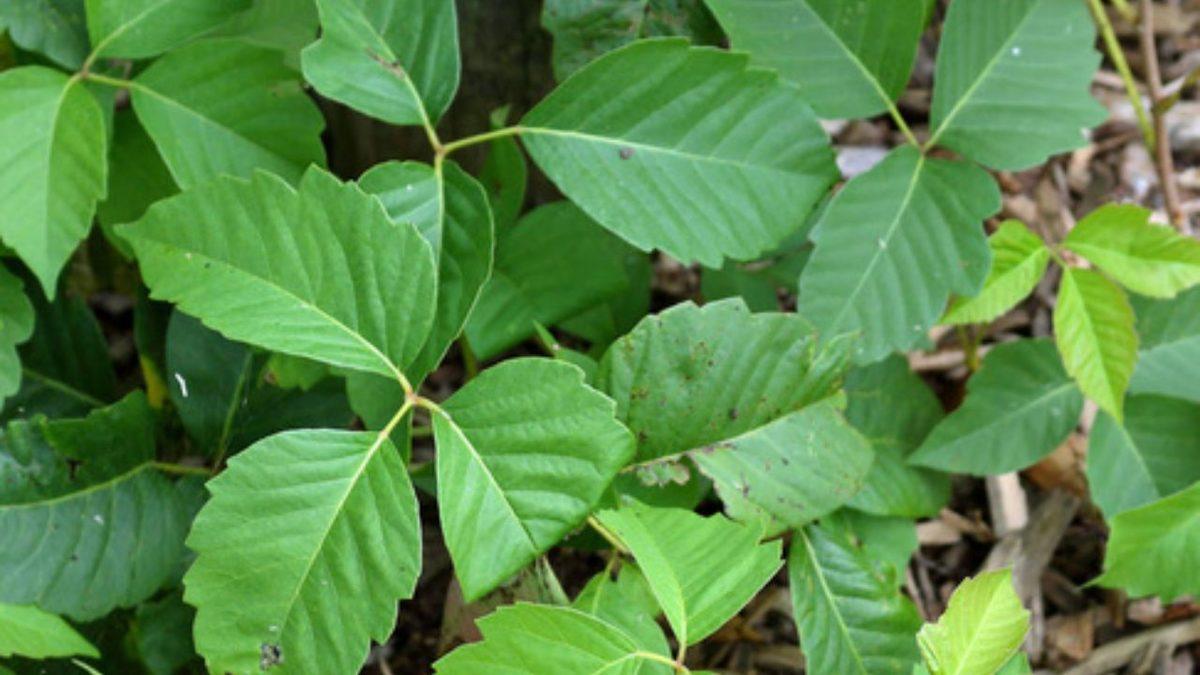 Dokunmak Şöyle Dursun Yanına Yaklaşmaktan Bile Korkacağınız Dünyanın En Tehlikeli 5 Bitkisi