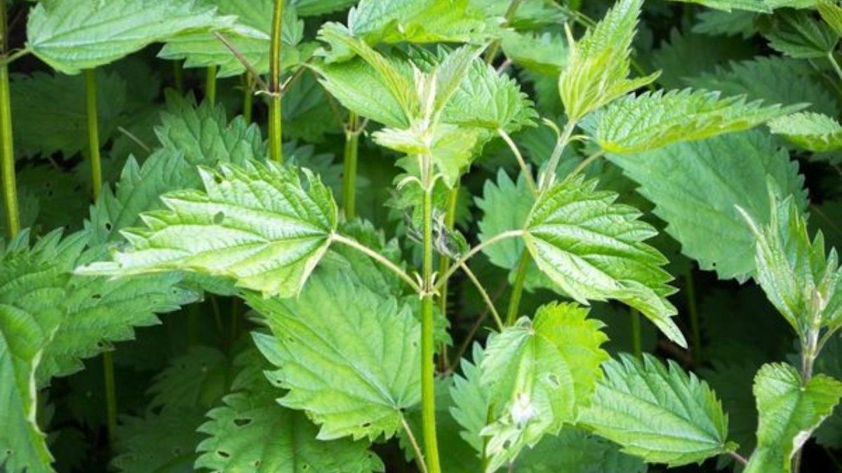 Dokunmak Şöyle Dursun Yanına Yaklaşmaktan Bile Korkacağınız Dünyanın En Tehlikeli 5 Bitkisi