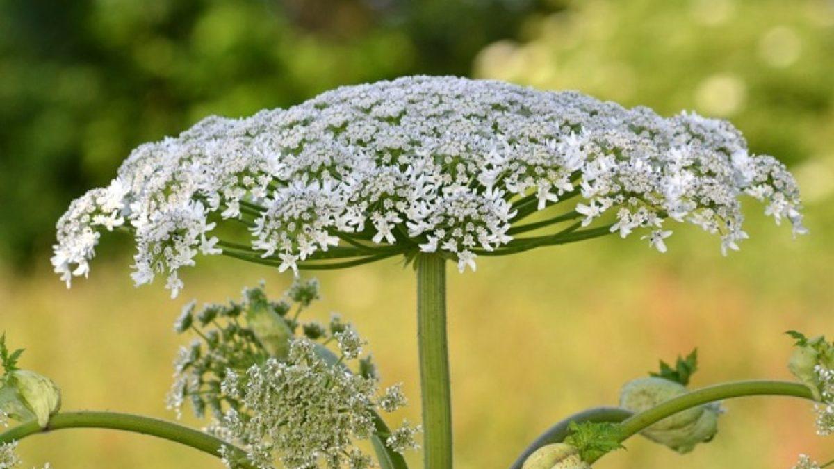Dokunmak Şöyle Dursun Yanına Yaklaşmaktan Bile Korkacağınız Dünyanın En Tehlikeli 5 Bitkisi