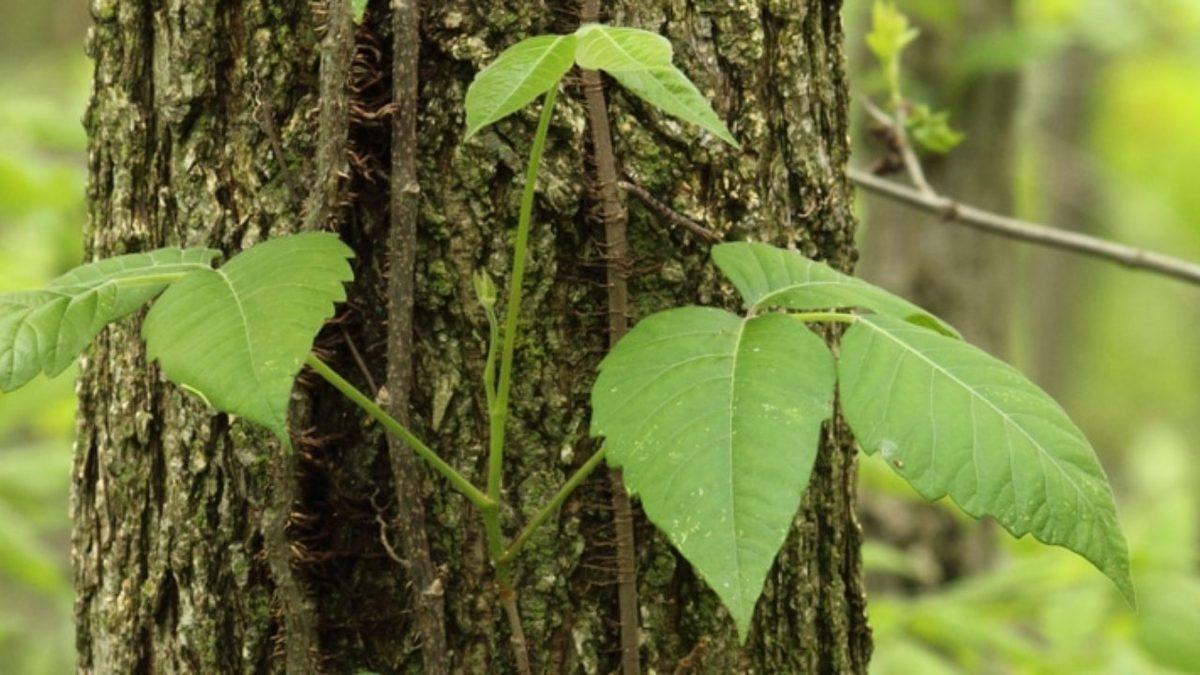 Dokunmak Şöyle Dursun Yanına Yaklaşmaktan Bile Korkacağınız Dünyanın En Tehlikeli 5 Bitkisi