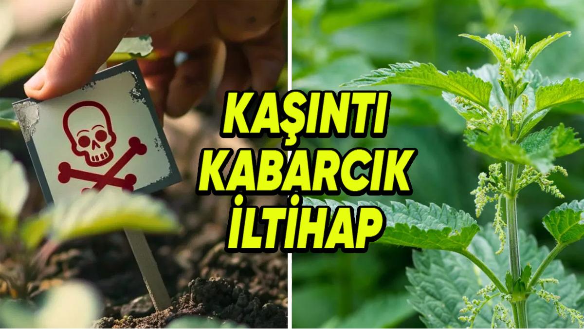 Dokunmak Şöyle Dursun Yanına Yaklaşmaktan Bile Korkacağınız Dünyanın En Tehlikeli 5 Bitkisi