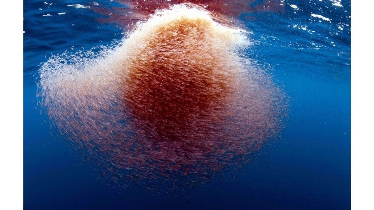 Diğer Deniz Canlılarına Kıyasla Balinalar Neden Bu Kadar Devasa?