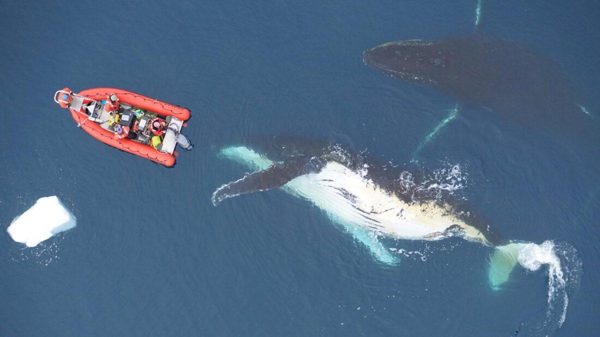 Diğer Deniz Canlılarına Kıyasla Balinalar Neden Bu Kadar Devasa?