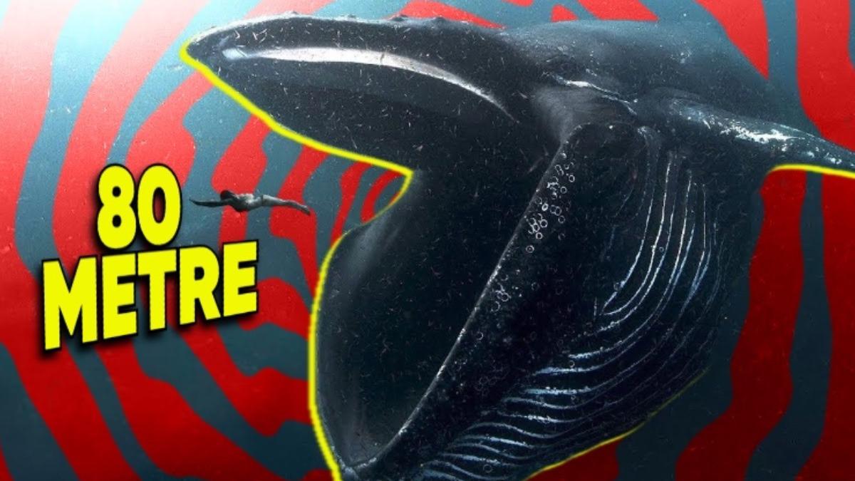 Diğer Deniz Canlılarına Kıyasla Balinalar Neden Bu Kadar Devasa?