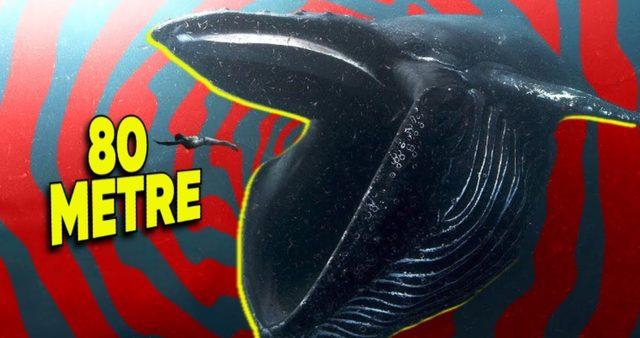 Diğer Deniz Canlılarına Kıyasla Balinalar Neden Bu Kadar Devasa?