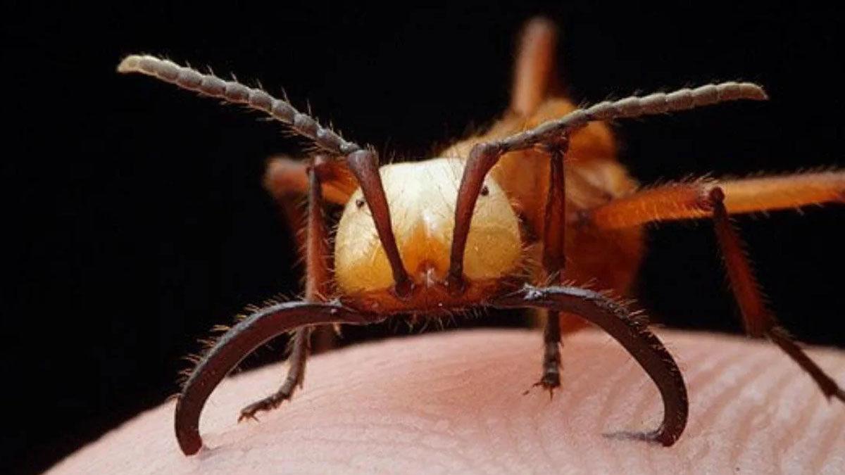 Eski Çağlarda İnsanlar Yaralarını Tedavi Etmek İçin Nasıl Karıncalara Dikiş Attırıyordu? (Şaka Değil Gerçek!)