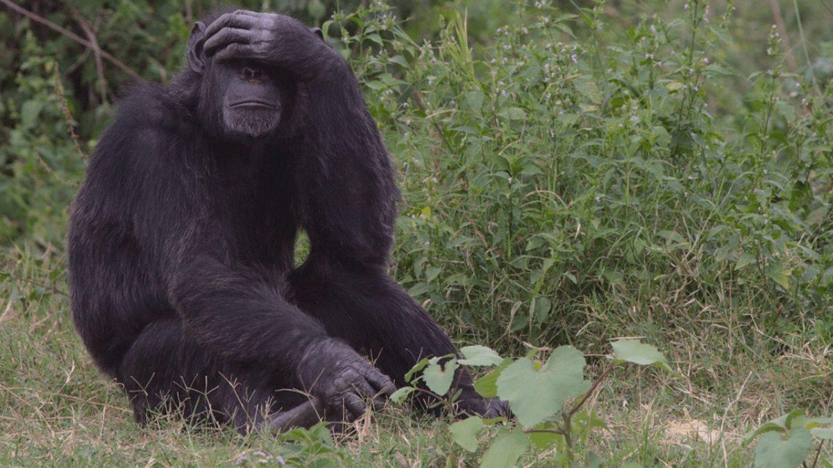 Pek Çok Duyguyu Paylaştığımız Hayvanlar, ’Utanma’ Duygusunu da Yaşıyor mu?