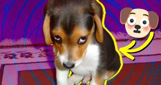 Pek Çok Duyguyu Paylaştığımız Hayvanlar, ’Utanma’ Duygusunu da Yaşıyor mu?