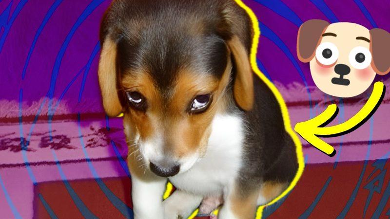 Pek Çok Duyguyu Paylaştığımız Hayvanlar, ’Utanma’ Duygusunu da Yaşıyor mu?