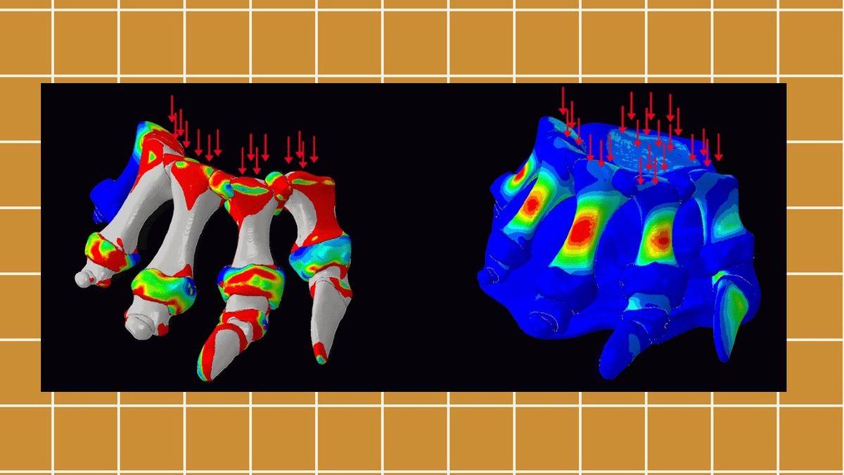 70 Tona Kadar Ulaştıkları Tahmin Edilen Dinozorlar, Bu Devasa Vücutları Nasıl Taşımıştı?