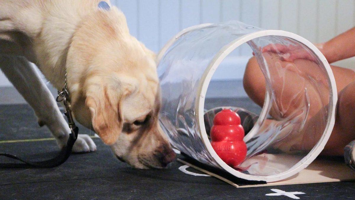 Bilim İnsanlarına Göre Daha Zeki Köpekler, Daha Küçük Beyinlere Sahip: İyi de Nasıl?