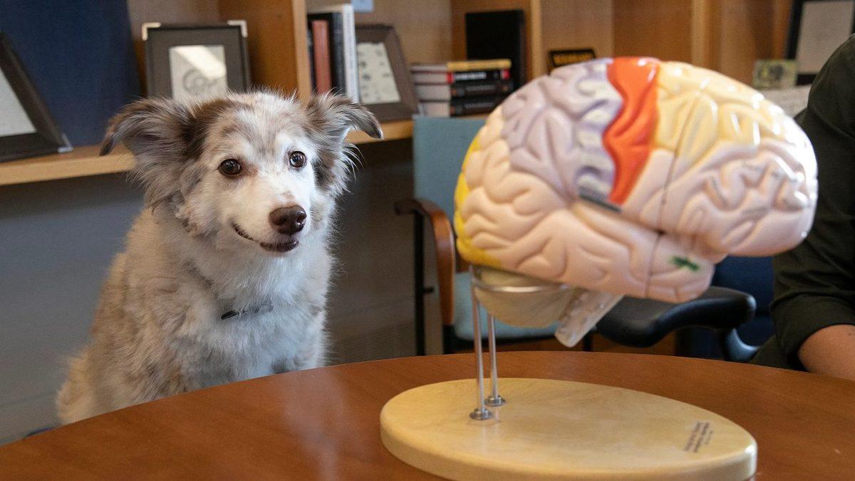 Bilim İnsanlarına Göre Daha Zeki Köpekler, Daha Küçük Beyinlere Sahip: İyi de Nasıl?