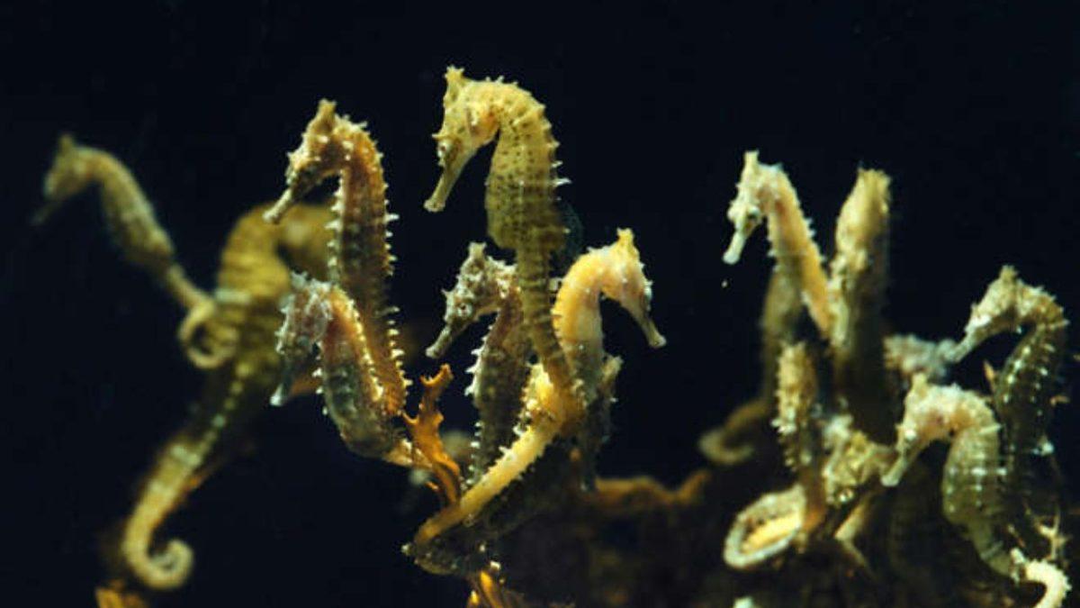 Bir Hayvan En Fazla Kaç Yavru Dünyaya Getirebilir? (Bin Değil, Milyon!)