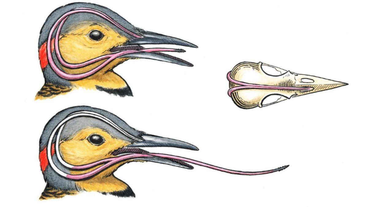 Ağaçkakanlar, Ağaçları Tak Tuk Gagalarken Nasıl Kafa Travması Geçirmiyor?
