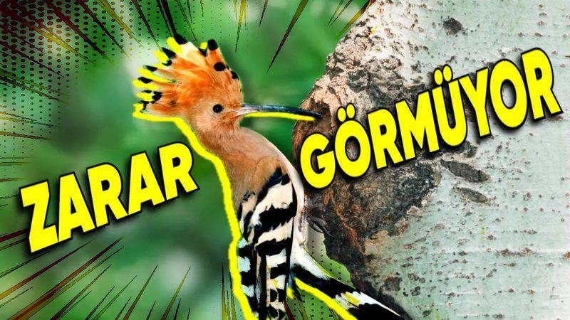 Ağaçkakanlar, Ağaçları Tak Tuk Gagalarken Nasıl Kafa Travması Geçirmiyor?