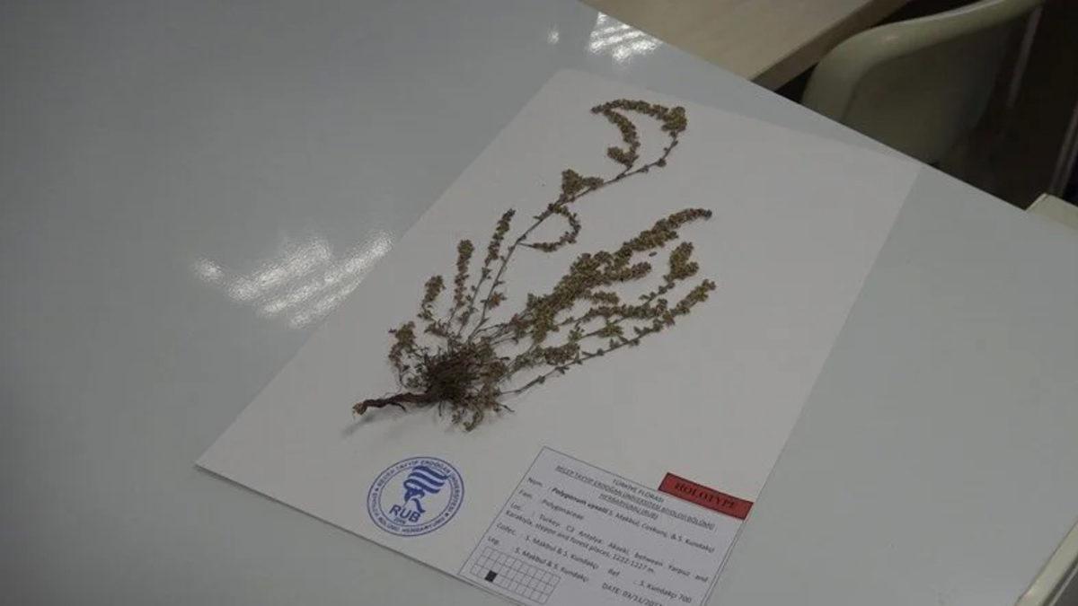 Türkiye’ye Özel Yeni Bir Bitki Türü Keşfedildi: 