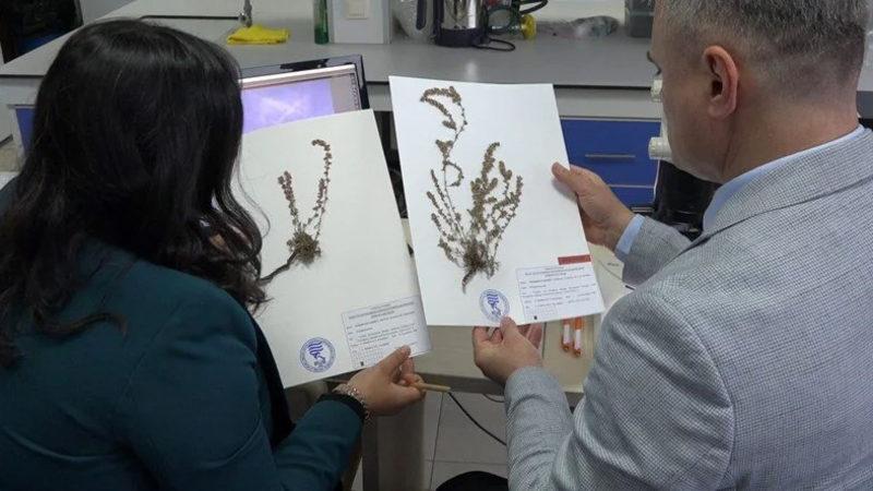 Türkiye’ye Özel Yeni Bir Bitki Türü Keşfedildi: "Polygonum Uysalii"