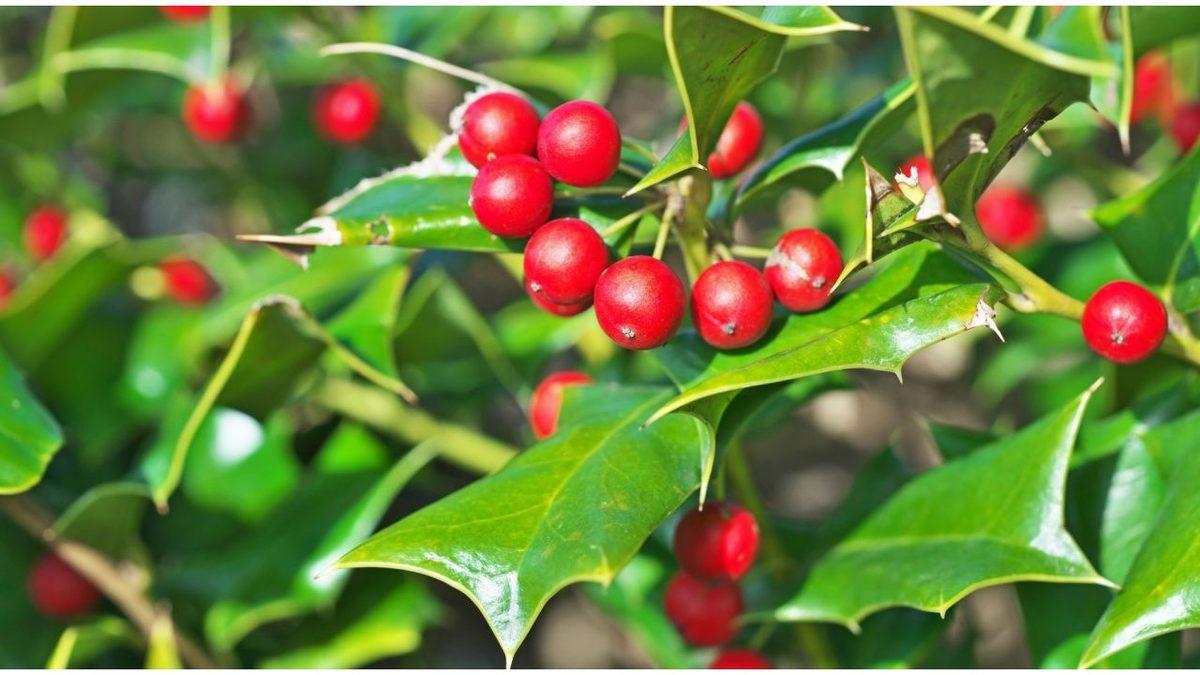 Yılbaşı Renkleri Neden Kırmızı ve Yeşille Özdeşleşmiş? Eski Kelt Halklarından Tutun Coca-Cola’ya Kadar Sebepleri Var!
