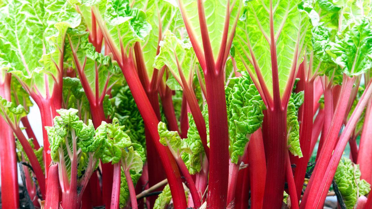 Tarih Boyunca Kullanılmış En İlginç Para Birimleri (Bazıları “Ne Alaka?” Dedirtebilir!)