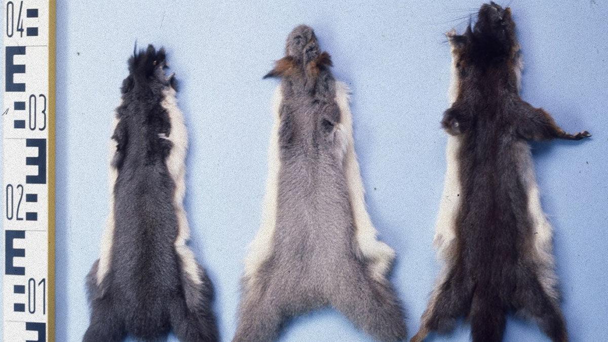 Tarih Boyunca Kullanılmış En İlginç Para Birimleri (Bazıları “Ne Alaka?” Dedirtebilir!)