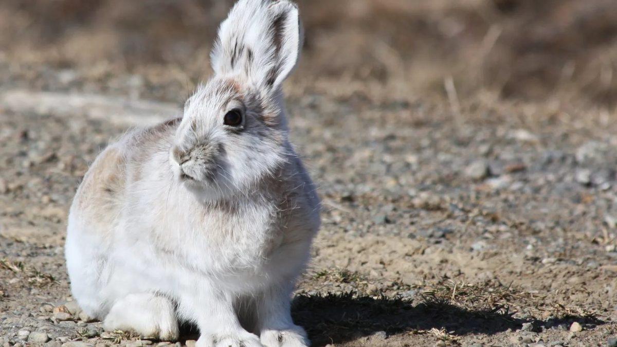 Renkli Tüyleri Kış Gelir Gelmez Bembeyaz Olan 6 Hayvan (Bukalemundan Farksızlar!)