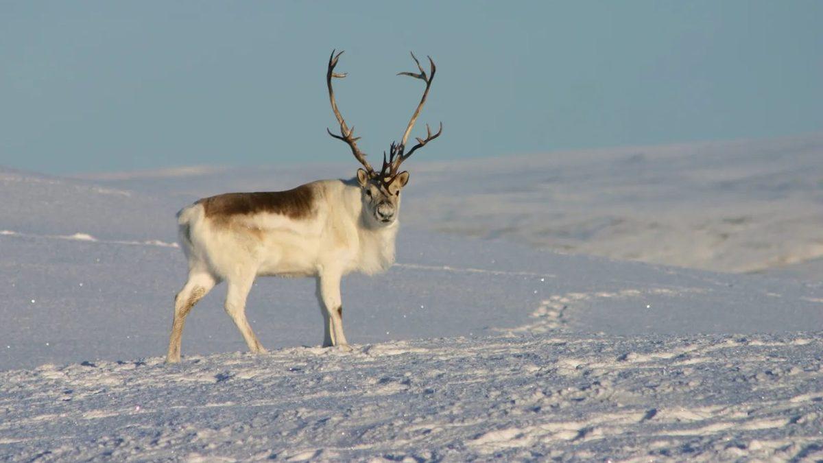 Renkli Tüyleri Kış Gelir Gelmez Bembeyaz Olan 6 Hayvan (Bukalemundan Farksızlar!)