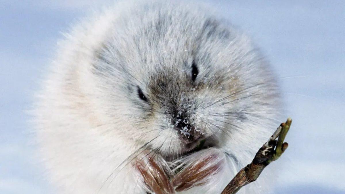 Renkli Tüyleri Kış Gelir Gelmez Bembeyaz Olan 6 Hayvan (Bukalemundan Farksızlar!)