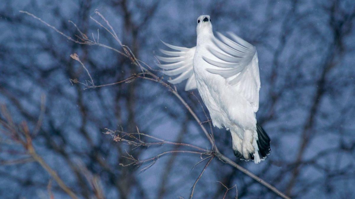 Renkli Tüyleri Kış Gelir Gelmez Bembeyaz Olan 6 Hayvan (Bukalemundan Farksızlar!)