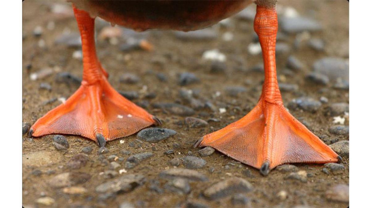 Ördeklerin Neden Turuncu Ayakları Var? (Sebebi Hiç Aklınıza Gelmemiş Olabilir)