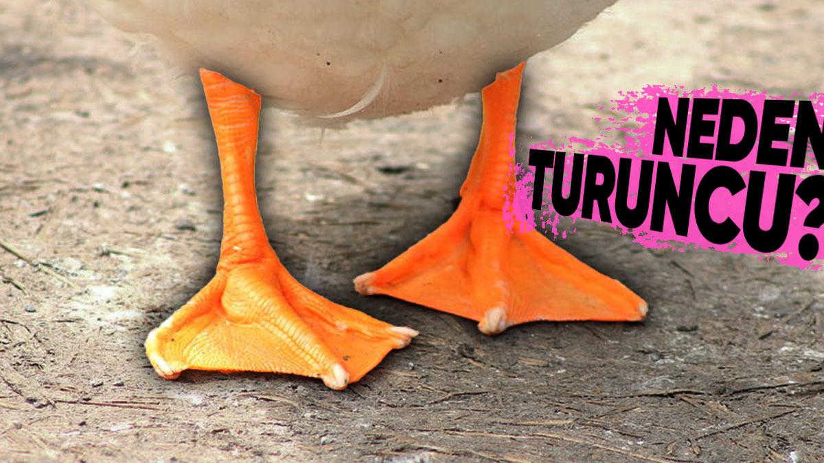 Ördeklerin Neden Turuncu Ayakları Var? (Sebebi Hiç Aklınıza Gelmemiş Olabilir)