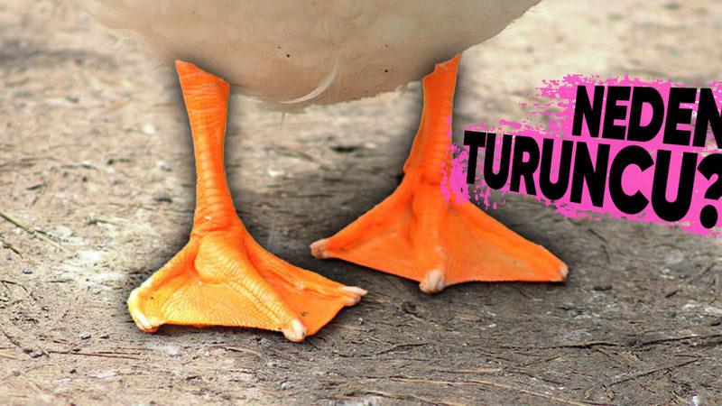 Ördeklerin Neden Turuncu Ayakları Var? (Sebebi Hiç Aklınıza Gelmemiş Olabilir)